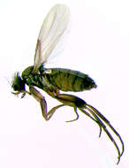Image of Megaselia abdita Schmitz 1959