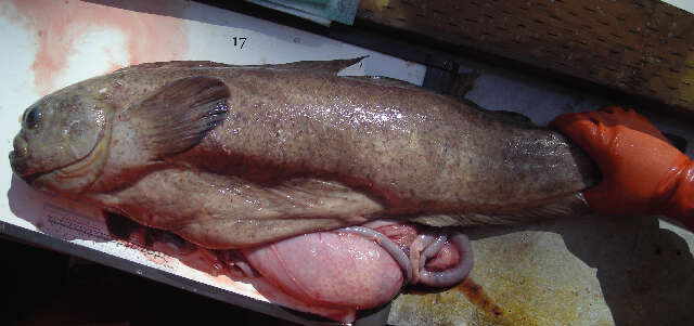 Image of prowfish
