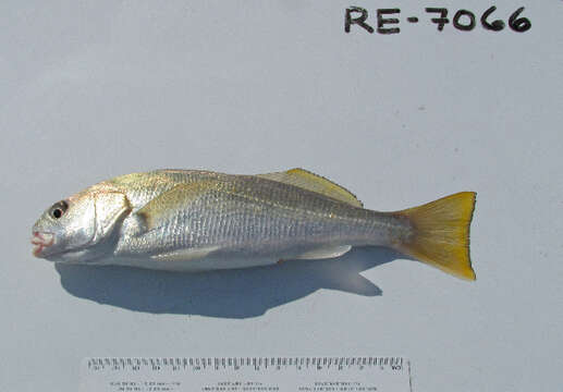 Image of Croaker