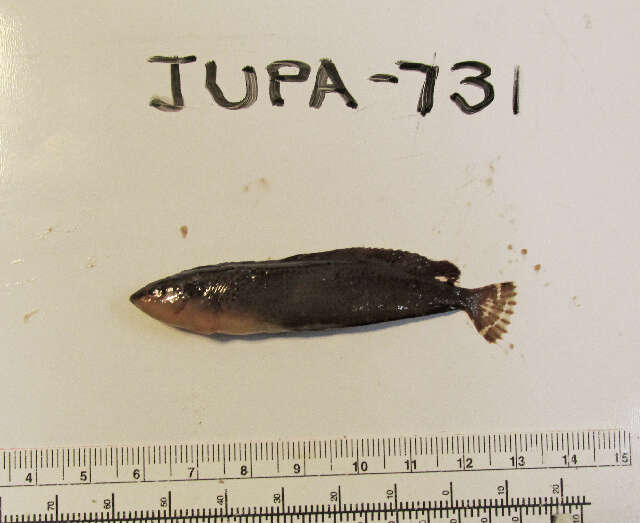 Image of Striped Kelpfish