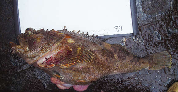 Image of Bigmouth sculpin