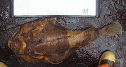 Image of Bigmouth sculpin