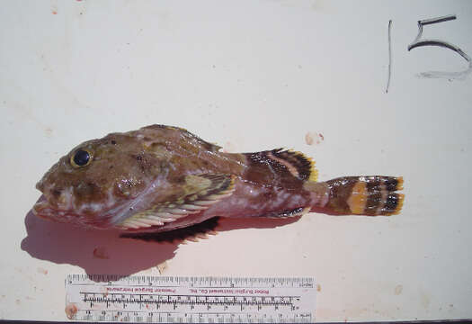 Image of Bartail sculpin