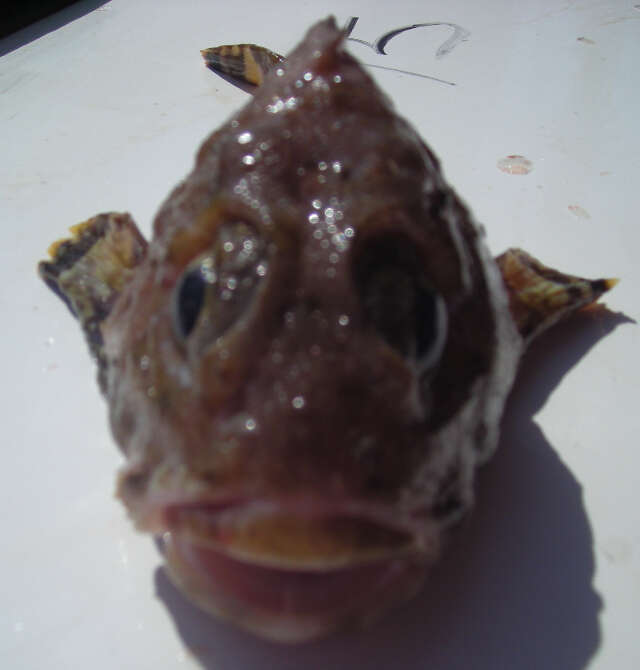 Image of Bartail sculpin