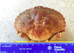 Image of Jonah crab