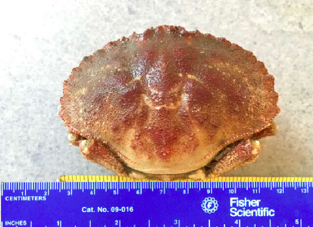 Image of Jonah crab