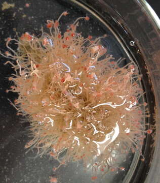 Image of flower-head polyp