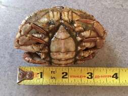 Image of Jonah crab