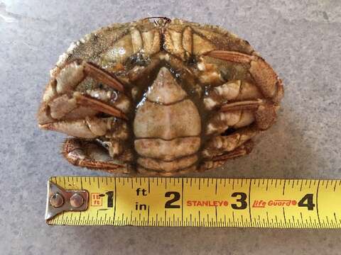Image of Jonah crab