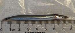 Image of Pacific sand lance