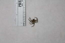 Image of Nursery Web Spider