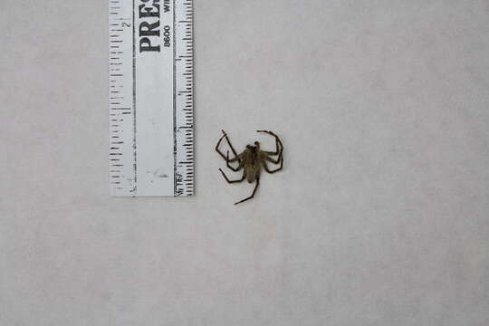 Image of Nursery Web Spider