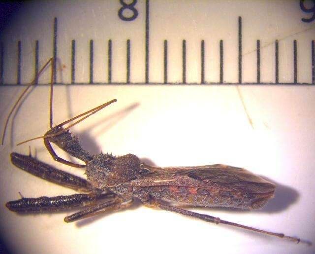 Image of Spined Assassin Bug