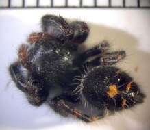 Image of jumping spiders