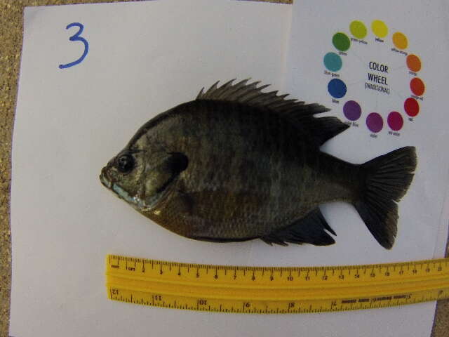 Image of Bluegill Sunfish