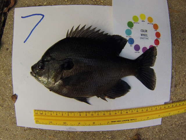 Image of Bluegill Sunfish