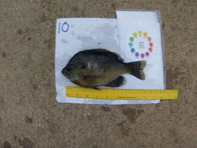 Image of Bluegill Sunfish