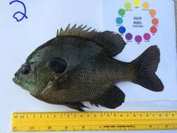 Image of Bluegill Sunfish