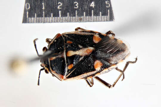 Image of Bagrada Bug