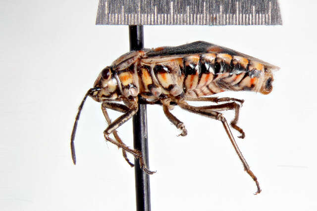 Image of Bagrada Bug