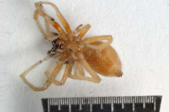 Image of Yellow Sac Spider