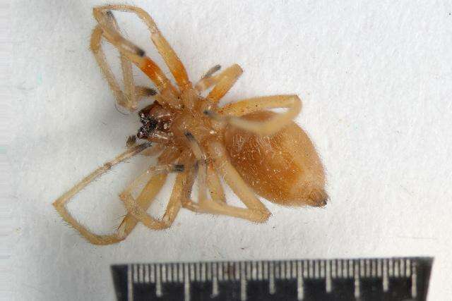 Image of Yellow Sac Spider