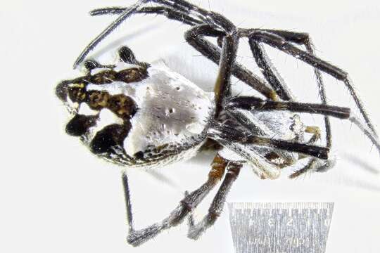 Image of Silver Argiope