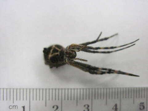 Image of Silver Argiope