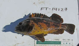 Image of Black-and-yellow rockfish