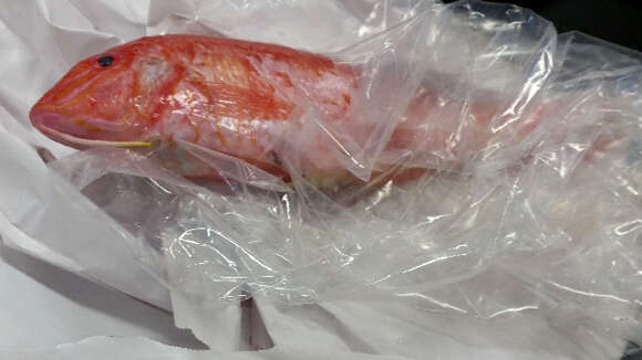 Image of Black-striped goatfish