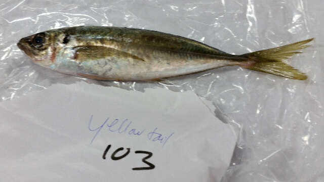 Image of Yellowtail horse mackerel