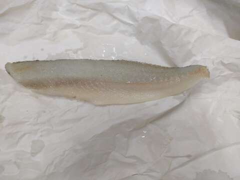 Image of Sand whiting