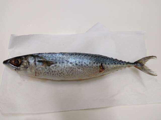 Image of Blue Mackerel