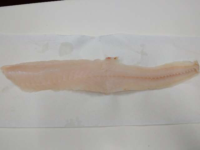 Image of pink cusk-eel