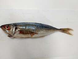 Image of Yellowtail horse mackerel