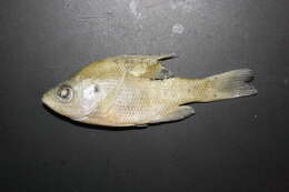 Image of Green Sunfish