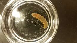 Image of Twelve-Scaled worm