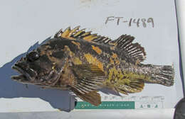 Image of Black-and-yellow rockfish