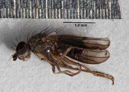 Image of heleomyzid flies