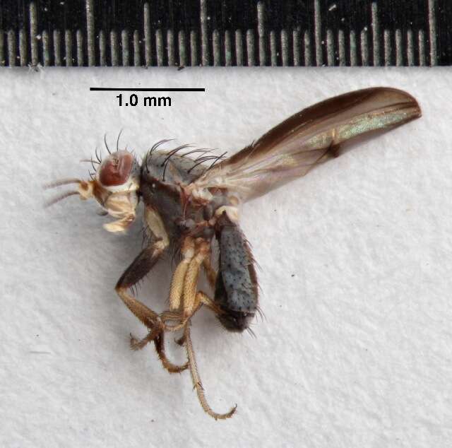 Image of heleomyzid flies