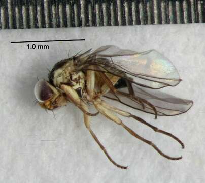 Image of Serpentine leaf miner