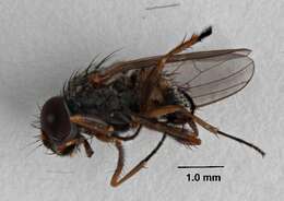 Image of latrine flies