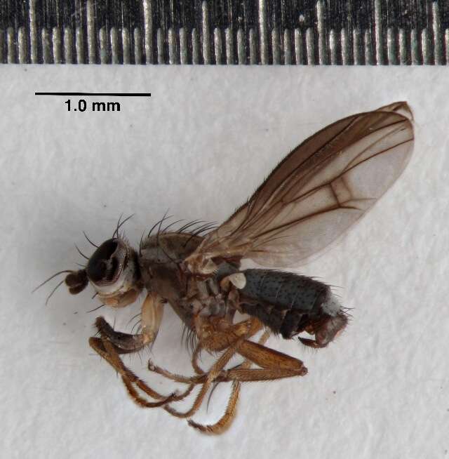 Image of heleomyzid flies