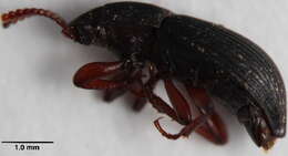 Image of darkling beetles