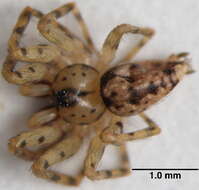 Image of wall spiders