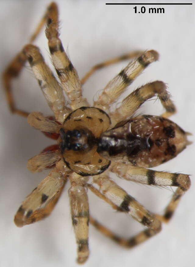 Image of wall spiders