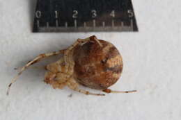 Image of Theridion