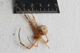 Image of Western Black Widow spider