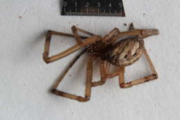 Image of Western Black Widow spider