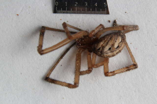 Image of Western Black Widow spider